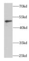 BRCA2 and CDKN1A-interacting protein antibody, FNab00832, FineTest, Western Blot image 