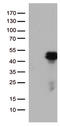 Homeobox D8 antibody, TA810943S, Origene, Western Blot image 