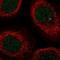 Enolase 4 antibody, NBP2-38373, Novus Biologicals, Immunocytochemistry image 