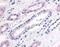 Phosphodiesterase 2A antibody, MBS395517, MyBioSource, Immunohistochemistry paraffin image 