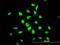 YY1 Transcription Factor antibody, orb94780, Biorbyt, Immunofluorescence image 