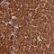 Pancreatic Lipase antibody, NBP2-38958, Novus Biologicals, Immunohistochemistry paraffin image 