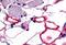 Vasoactive Intestinal Peptide Receptor 1 antibody, GTX71161, GeneTex, Immunohistochemistry paraffin image 