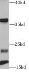 Heparin-binding growth factor 2 antibody, FNab09793, FineTest, Western Blot image 
