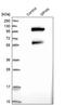 Gephyrin antibody, PA5-55157, Invitrogen Antibodies, Western Blot image 