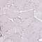 Ubiquitin Specific Peptidase 11 antibody, HPA003103, Atlas Antibodies, Immunohistochemistry frozen image 
