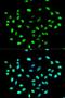Transmembrane Protein 8B antibody, orb324971, Biorbyt, Immunofluorescence image 