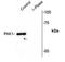 P21 (RAC1) Activated Kinase 1 antibody, AHP2269, Bio-Rad (formerly AbD Serotec) , Western Blot image 
