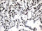 Zinc Finger Protein 583 antibody, M17666, Boster Biological Technology, Immunohistochemistry paraffin image 