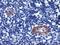 LIM And Cysteine Rich Domains 1 antibody, NBP2-00934, Novus Biologicals, Immunohistochemistry frozen image 