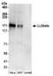 Pleckstrin Homology Like Domain Family B Member 2 antibody, NBP2-36546, Novus Biologicals, Western Blot image 