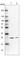 Mitochondrial Ribosomal Protein S34 antibody, HPA042112, Atlas Antibodies, Western Blot image 