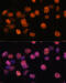 DNA Methyltransferase 1 antibody, 16-732, ProSci, Immunofluorescence image 