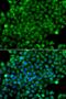 Complement Factor H Related 3 antibody, PA5-76265, Invitrogen Antibodies, Immunofluorescence image 