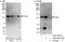 Ankyrin Repeat Domain 27 antibody, A302-998A, Bethyl Labs, Western Blot image 