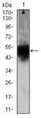 Doublecortin antibody, MA5-17066, Invitrogen Antibodies, Western Blot image 