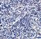 ORAI Calcium Release-Activated Calcium Modulator 3 antibody, A09399, Boster Biological Technology, Immunohistochemistry frozen image 