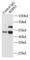 RNA Binding Protein With Serine Rich Domain 1 antibody, FNab07371, FineTest, Immunoprecipitation image 