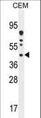 DnaJ Heat Shock Protein Family (Hsp40) Member C22 antibody, LS-C167475, Lifespan Biosciences, Western Blot image 