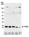 Elongin B antibody, A304-008A, Bethyl Labs, Western Blot image 