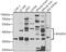 RAPL antibody, 22-908, ProSci, Western Blot image 