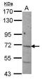 Nicalin antibody, PA5-31166, Invitrogen Antibodies, Western Blot image 