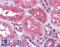PREP antibody, LS-B4330, Lifespan Biosciences, Immunohistochemistry frozen image 