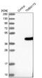 MITA antibody, NBP2-38389, Novus Biologicals, Western Blot image 
