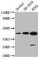 NOP2/Sun RNA Methyltransferase 4 antibody, CSB-PA850270LA01HU, Cusabio, Western Blot image 
