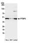Polypyrimidine Tract Binding Protein 3 antibody, A305-113A, Bethyl Labs, Western Blot image 