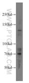 RPGR Interacting Protein 1 antibody, 13214-1-AP, Proteintech Group, Western Blot image 