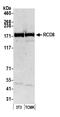 Enhancer of mRNA-decapping protein 4 antibody, A300-745A, Bethyl Labs, Western Blot image 