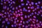 CD79b Molecule antibody, PB9169, Boster Biological Technology, Immunofluorescence image 