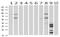 HID1 Domain Containing antibody, NBP2-02667, Novus Biologicals, Western Blot image 