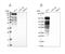 Perilipin 4 antibody, NBP2-13776, Novus Biologicals, Western Blot image 