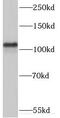 Myosin-XIX antibody, FNab05502, FineTest, Western Blot image 
