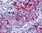 Adhesion G Protein-Coupled Receptor D1 antibody, TA340850, Origene, Immunohistochemistry frozen image 
