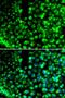 Mediator Of DNA Damage Checkpoint 1 antibody, orb67385, Biorbyt, Immunofluorescence image 