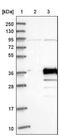 Phosducin-like protein 3 antibody, NBP1-80627, Novus Biologicals, Western Blot image 
