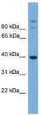 Suppressor of G2 allele of SKP1 homolog antibody, TA340134, Origene, Western Blot image 