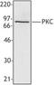 PKC antibody, LS-C41077, Lifespan Biosciences, Western Blot image 