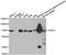 TNF Receptor Associated Factor 3 antibody, A3094, ABclonal Technology, Western Blot image 