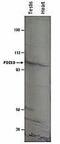 Phosphodiesterase 8B antibody, PA1-31144, Invitrogen Antibodies, Western Blot image 