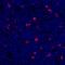 FDC antibody, A700-027, Bethyl Labs, Immunohistochemistry frozen image 