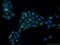 Eyes absent homolog 1 antibody, 22658-1-AP, Proteintech Group, Immunofluorescence image 