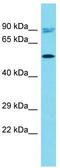 KIAA1328 antibody, TA331815, Origene, Western Blot image 