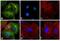 Rat IgG Isotype Control antibody, 31629, Invitrogen Antibodies, Immunofluorescence image 