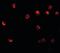 NLR Family Pyrin Domain Containing 11 antibody, orb95135, Biorbyt, Immunofluorescence image 