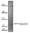 CASP2 And RIPK1 Domain Containing Adaptor With Death Domain antibody, ADI-AAP-270-C, Enzo Life Sciences, Western Blot image 