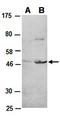 Lysine Demethylase 7A antibody, orb67003, Biorbyt, Western Blot image 